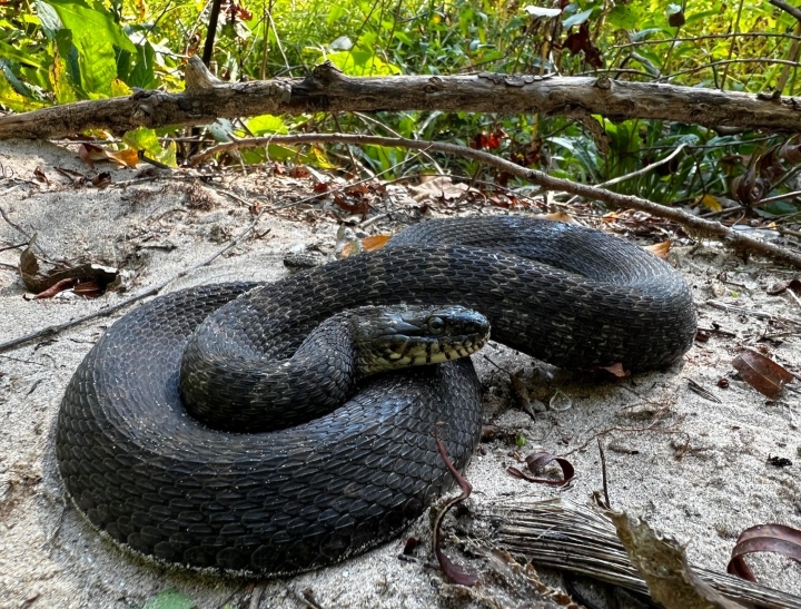 Northern Water Snake